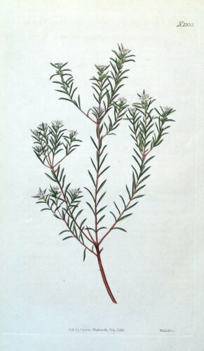 DIOSMA Curtis antique botanique vintage imprimé fleur 1822 parfumé doux - Photo 1 sur 1