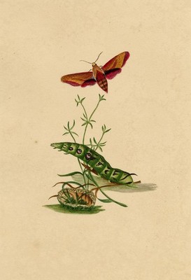 Elefant Falke Motte & Raupe Studie Aquarell Gemälde um 1810 J. McA