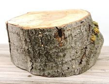 Tronco legno di faggio 6" 8~10"D cavallo spaccato bordo vivo intaglio artigianale grande