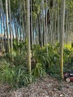 phyllostachys edulis moso Anderson Clone established division very cold hardy — photo 7