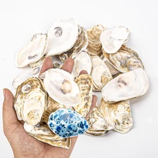 20PCS Flat Oyster Shells 2-3" Small Natural White Shells for Crafts, Home Vas...