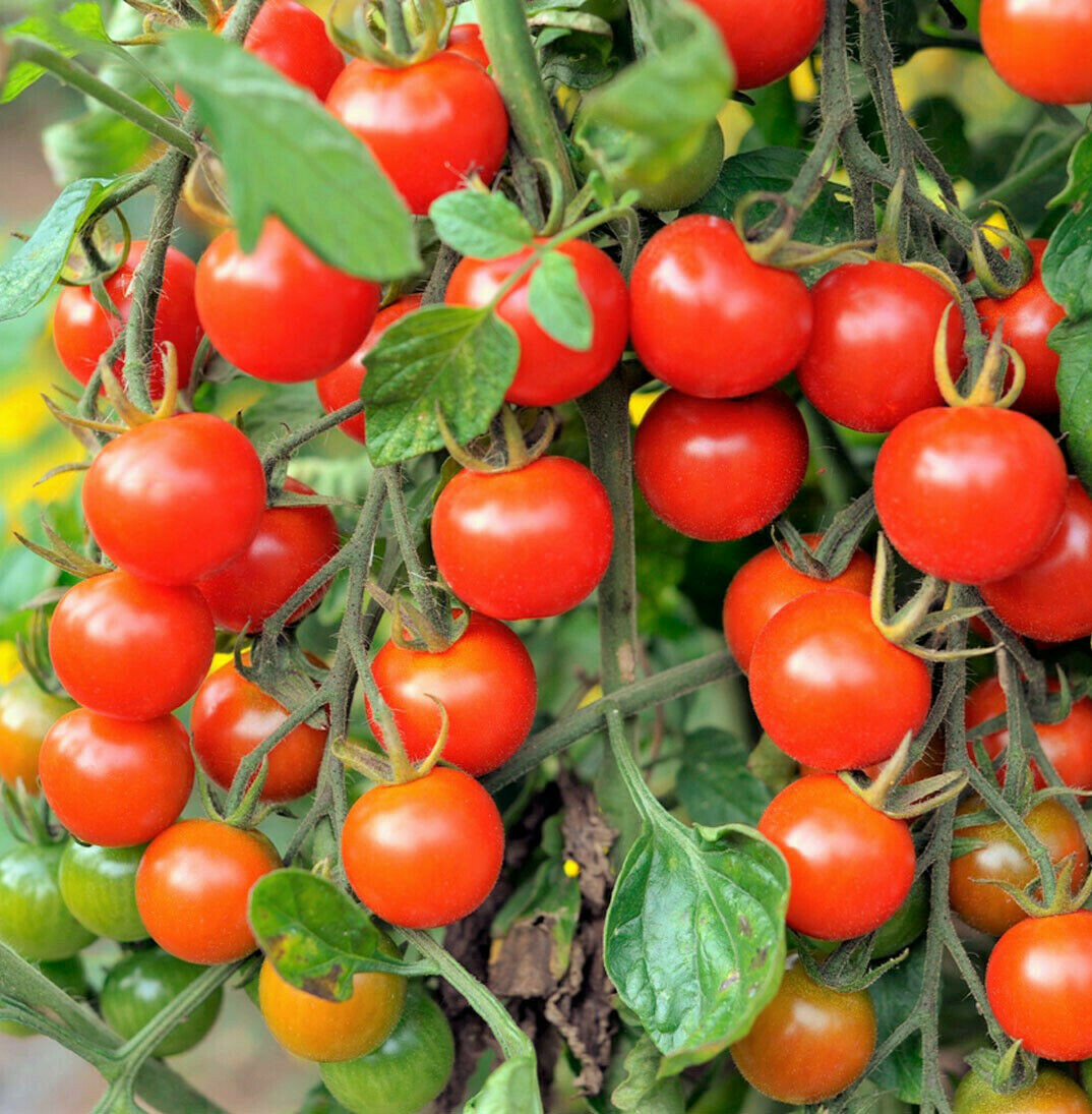 【レッチリとまと】 Tomato Red Snapper F1 Seed – Harris Seeds