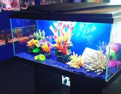 japanese spitz cross breed golden retriever