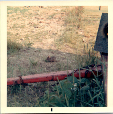 1970s Baby Bunny Rabbit Back Yard Pet Vtg Original Color Snapshot Found Photo
