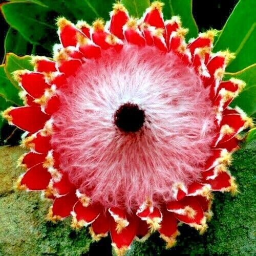 10 Queen (Protea magnifica) Seeds Rare South African 