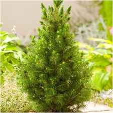 [9cm or 2L Pot] Dwarf Conifer Picea Glauca 'Albertiana Conica'
