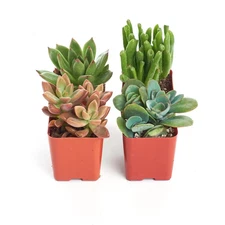2 In. Assorted Succulent (Collection of 4)
