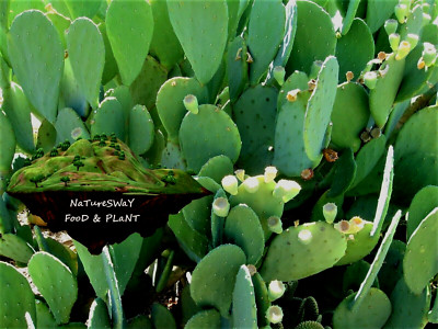 Organic Prickly Pear Cactus, 4 Pads XL Health Food for Humans Reptiles Tortoises