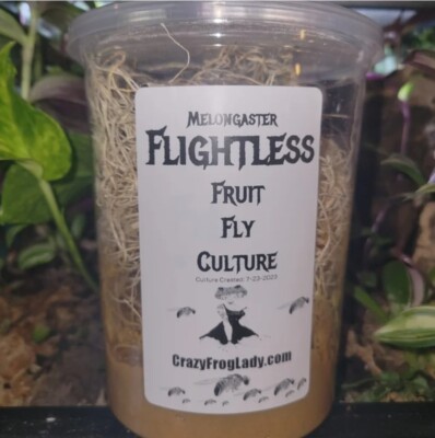 Flightless Fruit Fly Culture 32oz Live Dart Frog Food Reptile Food Live Insects 