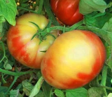 Virginia Sweets Tomato Certified Organic. 10 Heirloom Seeds. Free Shipping!