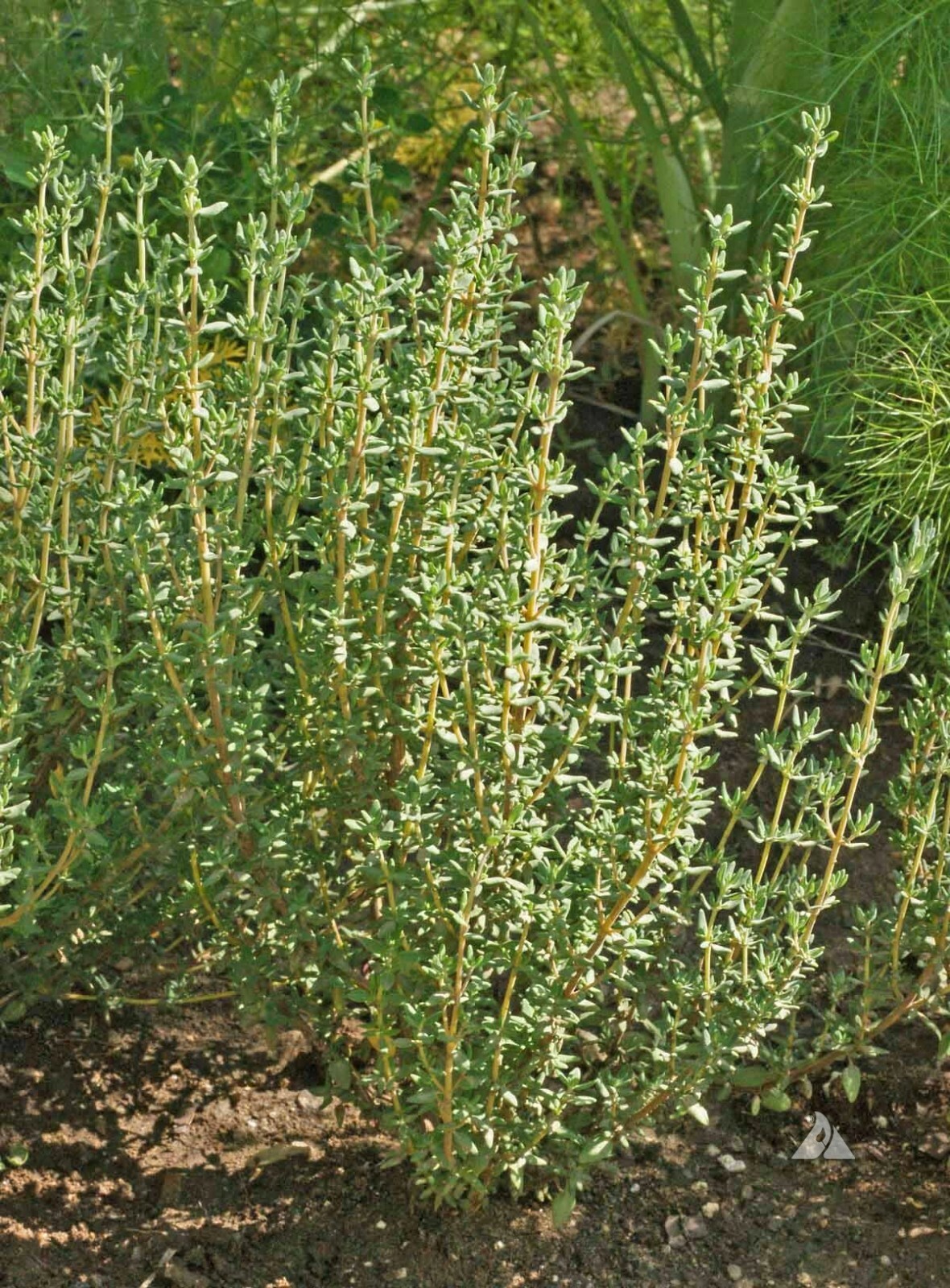 German Winter Common Thyme Seeds 1000+ HERB GROUNDCOVER PERENNIAL FREE SHIPPING