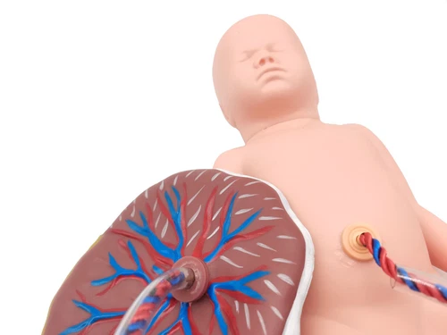 Advanced Medical Teaching Series Model Delivery Childbirth Mechanism Manikin - Picture 7 of 11