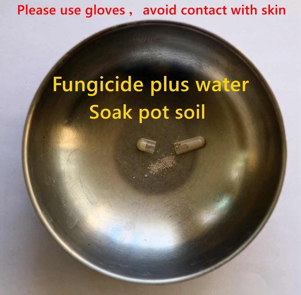 Lithops Germination Sowing Kit -Soil-Seeds - Image 3 of 4