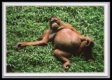 Ansichtskarte Tierpostkarte / Affe