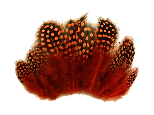 1 Pack - Orange Guinea Hen Polka Dot Plumage Feathers Halloween Wedding Craft - 第 6/10 張圖片