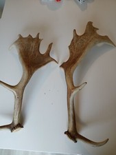 2 BOIS de DAIM issus de MUE.