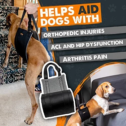 Mighty paw top dog harness