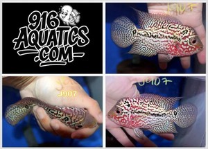 916 Aquatics | eBay Stores