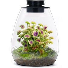 Desktop Glass Terrarium with Grow Light H:7.8" D:6.7" , for Succulent, Moss,...