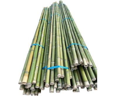 Bambusrohr 300cm grn mit Durch. 3 bis 4cm Moso unbehandelt von  ibizizanos.com | eBay.de