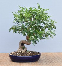 Bonsai Indoor, Szechuanpfeffer (Zanthoxylum piperitum) 25008 | Bonsai-Müller
