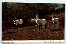 Postcard Arabian Oryx Phoenix Zoo Phoenix Arizona UNP