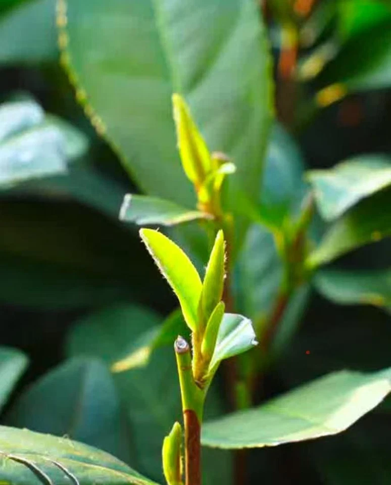Té Longjing West Lake 2025 Foto 3 de 4