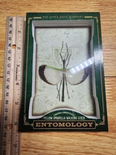 2012 UD Upper Deck Entomology Yellow Umbrella Walking Stick Group C ENT-26 4X6