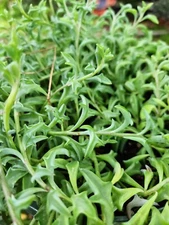 Fresh String of Dolphins Prop Cup Senecio Peregrinus Succulent Cuttings Plant