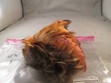 Cape partielle faisan Ringtail #47 art animal artisanat monture oiseau occasion bon état