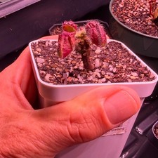 Pitcher Plant Cephalotus Carnivorous Plants for sale | eBay