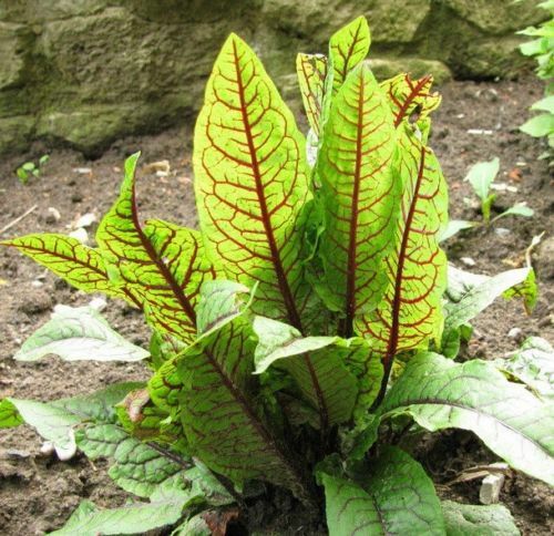SAMEN der i! Blutampfer !i hat verdauungsfördernde Bitterstoffe - Salatsoße es