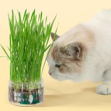 30g - Cat grass seeds - mixed cat grass oat, barley, rye  wheat seeds - 30g