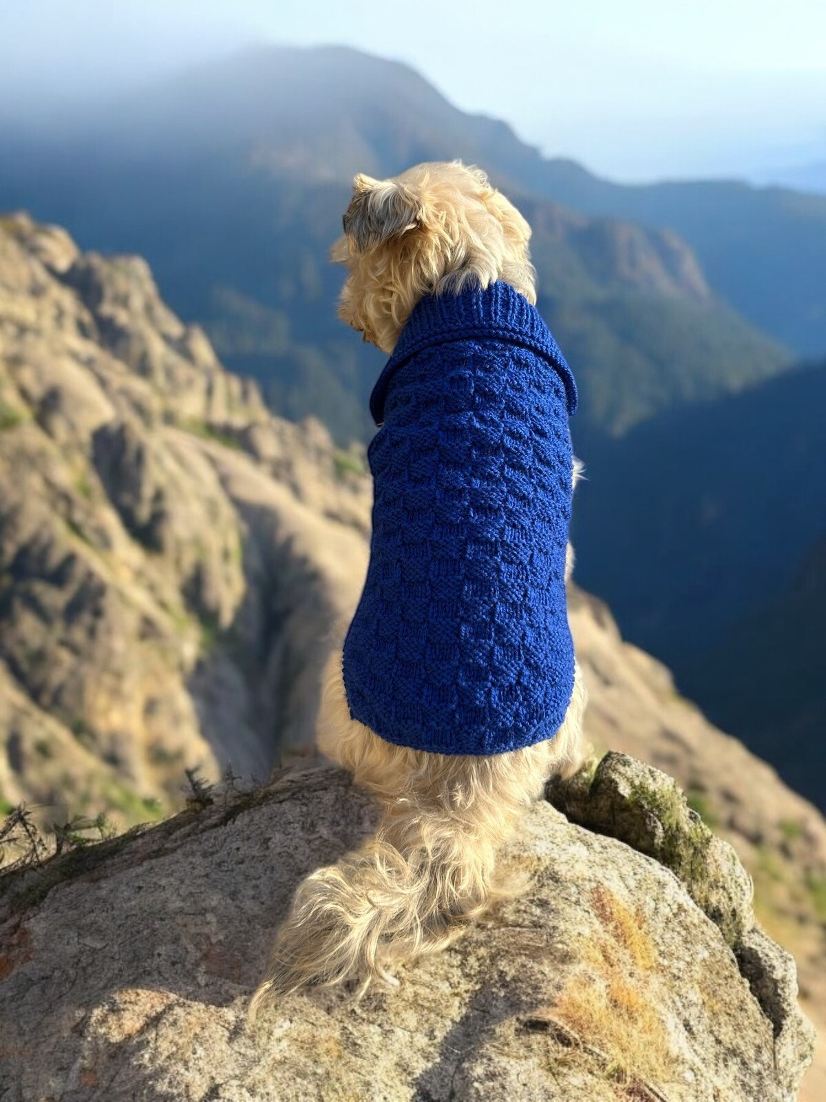 Pull pour chiot frissonnant dos 40 cm protection contre le froid
