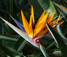 BIRD OF PARADISE Strelitzia Reginae - 25 Bulk Seeds
