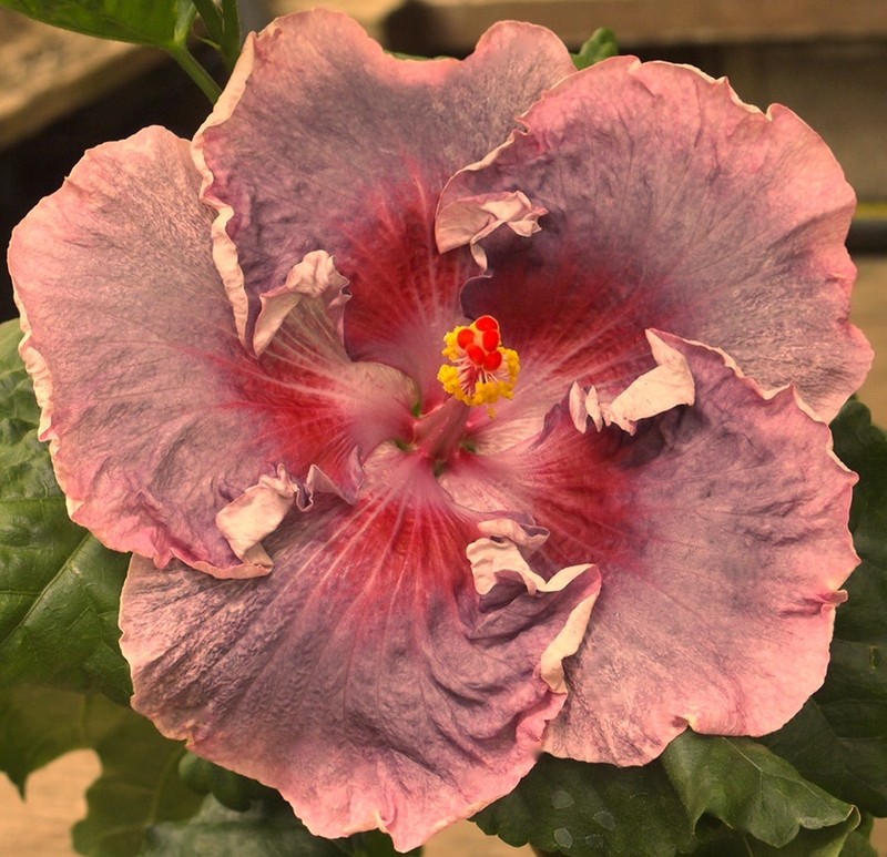 ZULU PRINCESS Tropical Hibiscus -- Plant in 4.5" pot