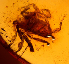 True Scorpion in Burmese Burmite Amber Fossil from Dinosaur Age