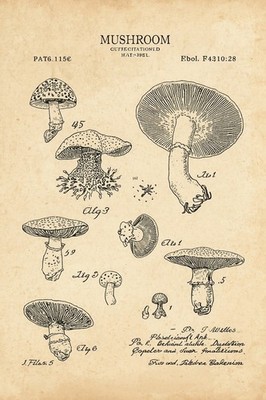 Pilz Patentzeichnung, Botanisches Technikfoto