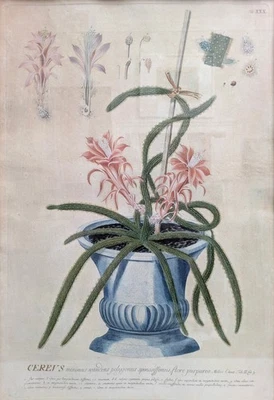Kriechende Cereus KUPFERSTICH Original 1751 Johann HAID Plantae selectae EHRET - Bild 1 von 4