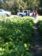 COLLARDS -2500  Vates NON-GMO Heirloom Seeds. Prepare for your FALL CROP !