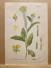 1886 ANTIQUE PICTURES LITHOGRAPH ART PRINT BOTANY FLOWER FLORA NATURE DECO PO...