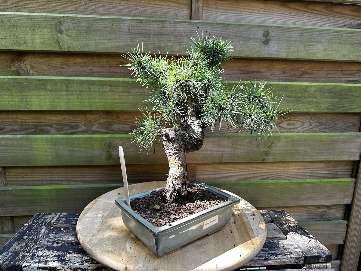 geigenfeige sauerstoff Luna's Leaf Co. - Geigenfeige buschig  Ficus lyrata - 155 cm