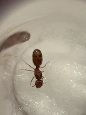 Pheidole Bicarinata Ant Colony (Single fresh Q) Message For More Details!