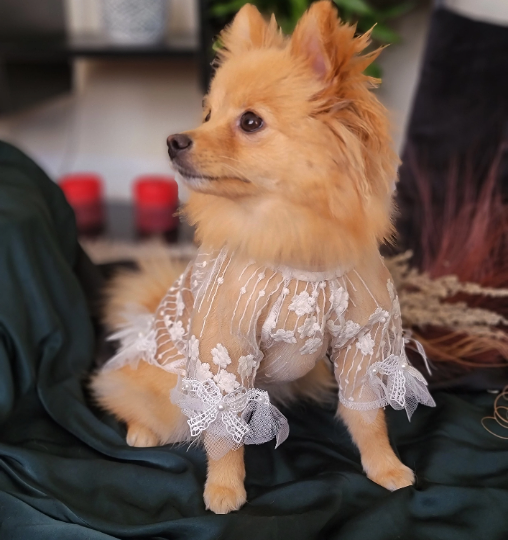 elegant dog dresses Starry Night Dog Dress main image 1