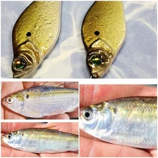 FISHING JIGGING CASTING TROLLING SLOW PITCH SPOON LURES  1-1/4oz. (2 PACK)