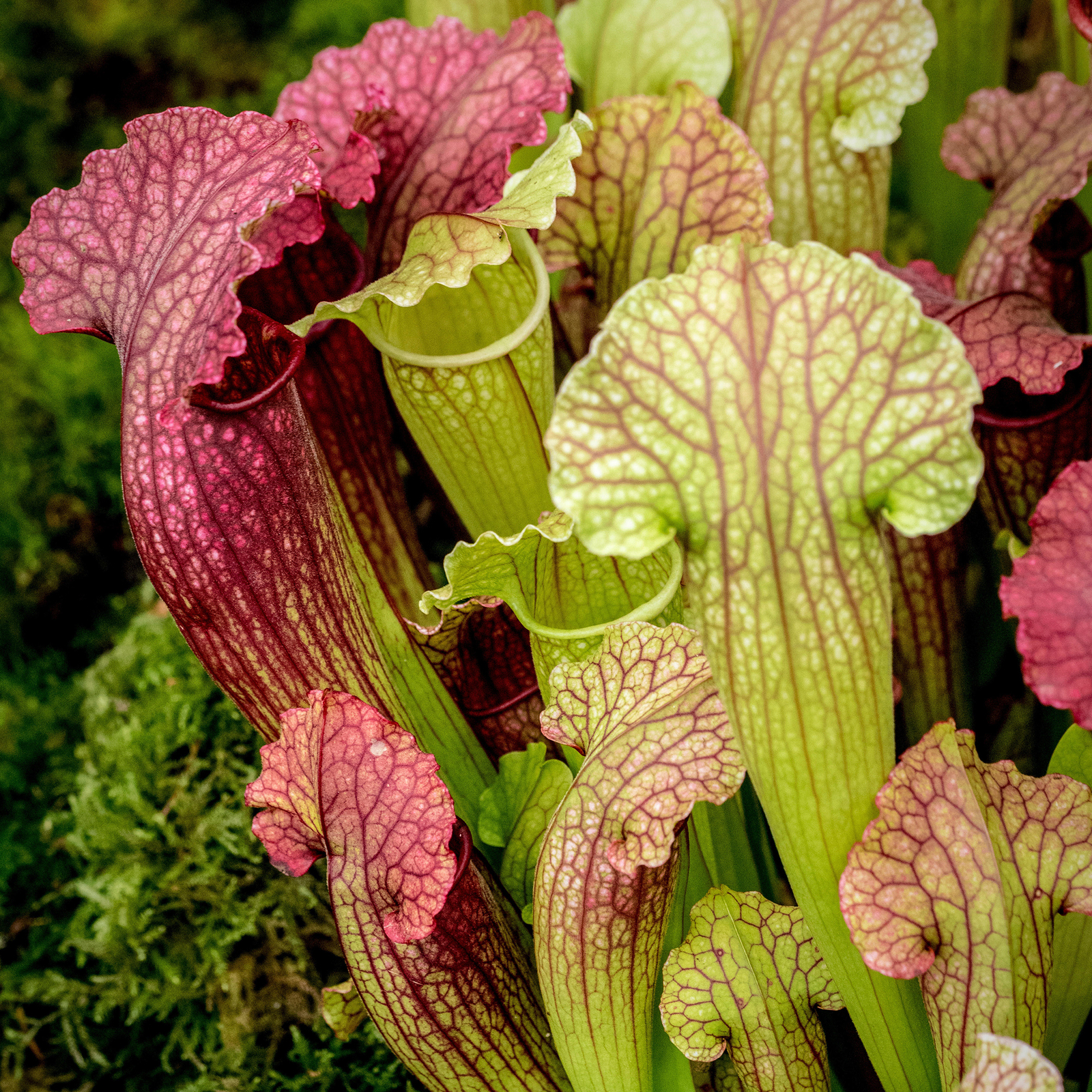 1 x Sarracenia Smoorii - Trumpet Pitcher Plant | 20-30cm Indoor Potted Fly Trap