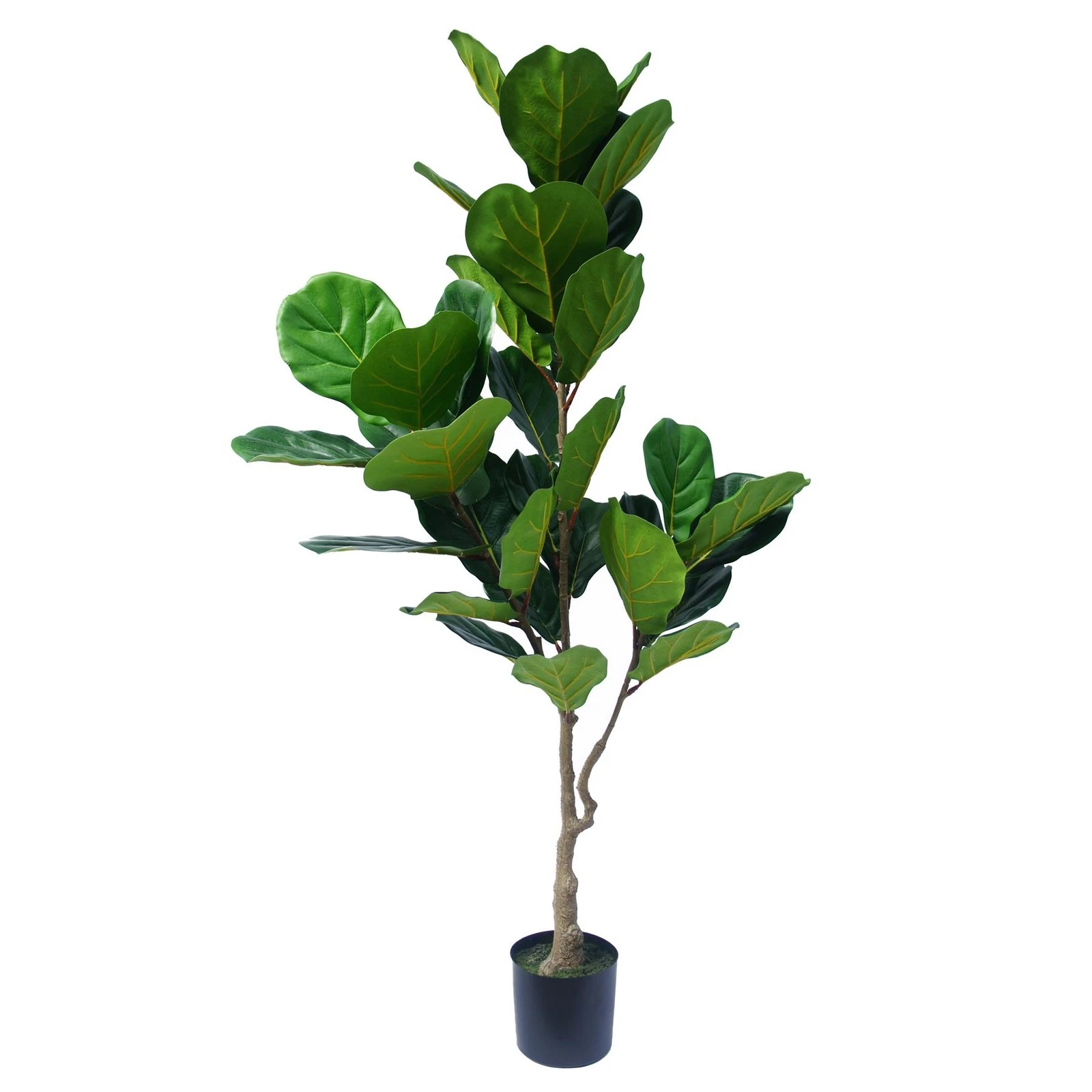 150cm Fiddle Leaf Fig Tree - 70425