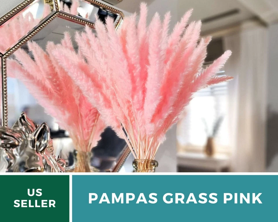 Hierba pampeana, rosa - 100 semillas (Cortaderia selloana) Foto 3 de 4