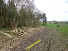 Photo 6x4 Morden, timber East Morden Coppiced hazelwood awaiting removal. c2014
