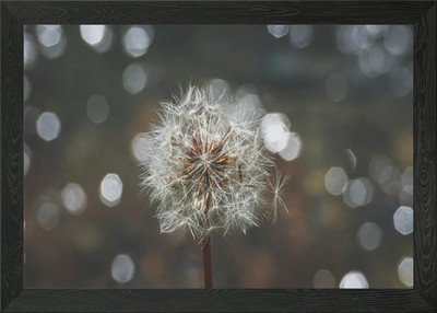 Pusteblume Samen Kopf mit Bokeh Rückseite gerahmt Wandbild Poster Leinwanddruck Bild